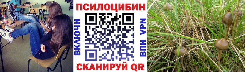 купить наркотики сайты  Билибино  Псилоцибиновые грибы GOLDEN TEACHER 